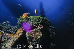 Pink clown fish and forward King post of the Shinkoku Mar... by Mike Ellis 